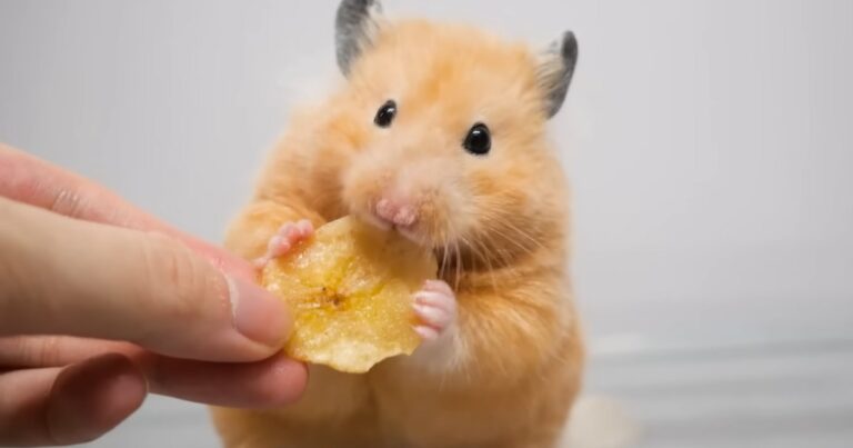 Can Hamsters Eat Bananas - Evaluating the Suitability of Bananas in Hamster Diets