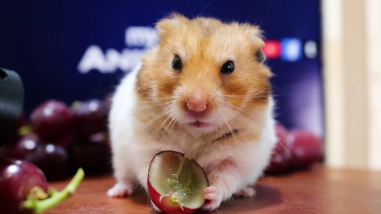 Hamster eats grapes