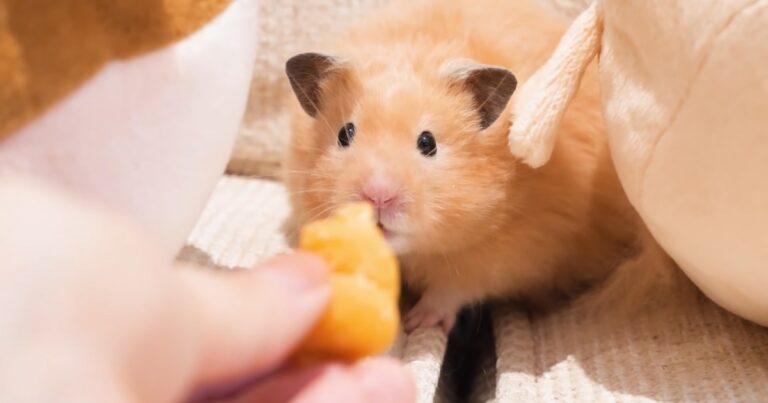 Hand feading a hamster a pieace of cheese