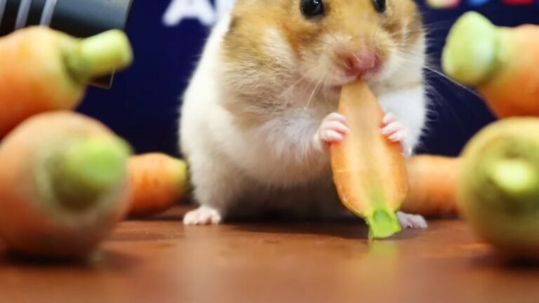 Eating Carrot - Hamster