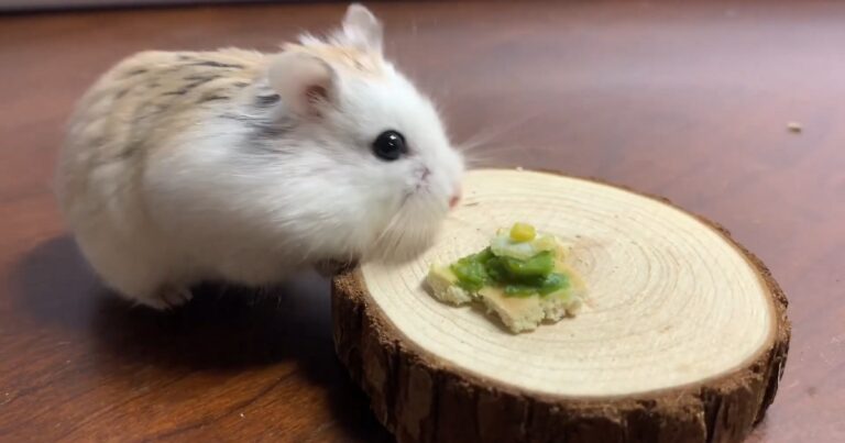 Can Hamsters Eat Avocado Exploring the Safety of this Fruit