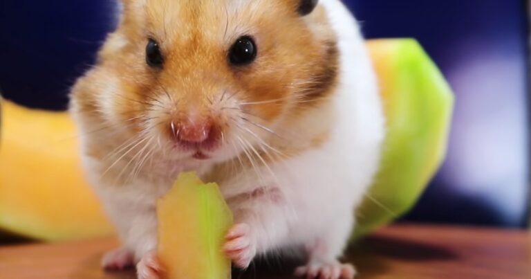 Can Hamsters Eat Cantaloupe - Understanding Hamster Dietary Guidelines