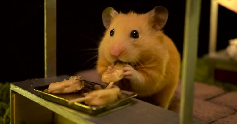 Can Hamsters Eat Chocolate Unveiling the Truth About This Potentially Harmful Treat