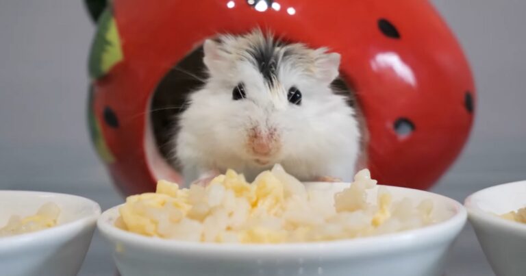 Can Hamsters Eat Guinea Pig Food Exploring Dietary Compatibility