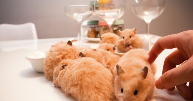 Can Hamsters Live Together Tips for Harmonious Coexistence Among Small Pets