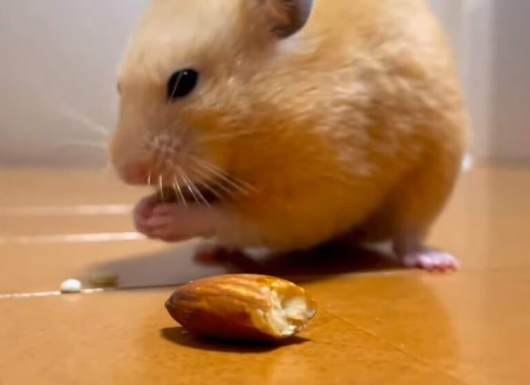 Do hamsters eat almonds