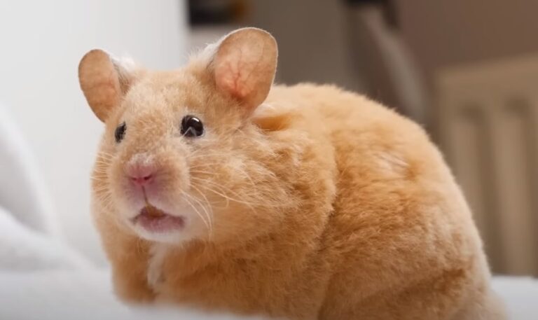 Hamster can eat chicken meat