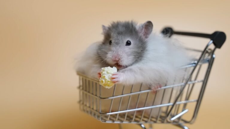 Hamster eat popcorn