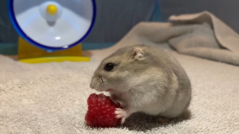 Hamster eat raspberry