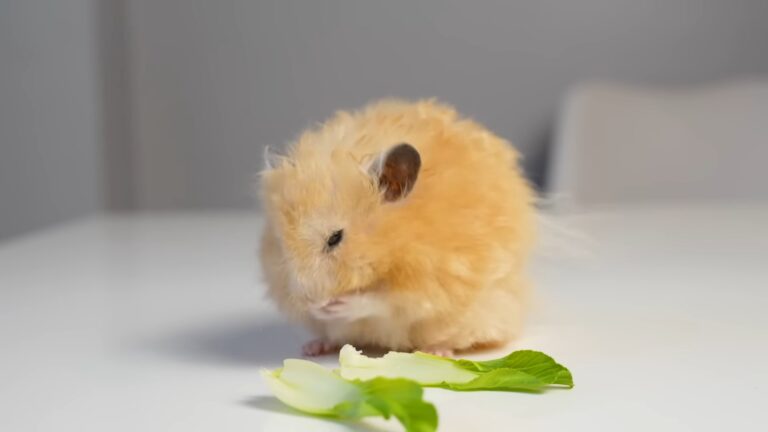 Hamster likes to eat lettuce