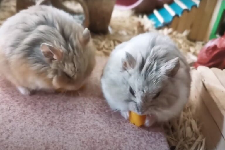 Hamsters Eat Mangoes