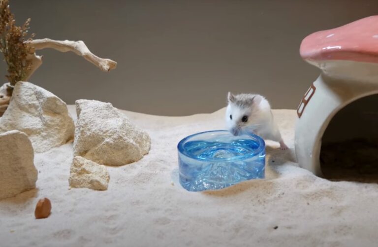 Roborovski Dwarf Hamsters drinks water