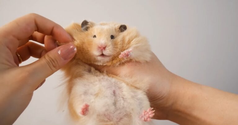 Teddy Bear Hamsters - Everything You Need to Know About These Adorable Pets