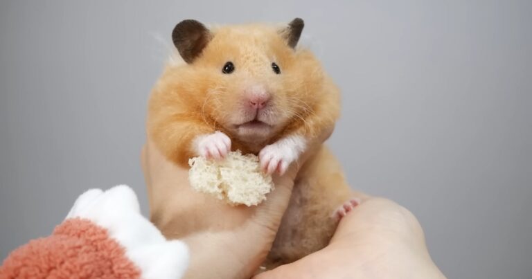 Which Type Of Hamsters Are The Friendliest! - Finding the Perfect Furry Friend