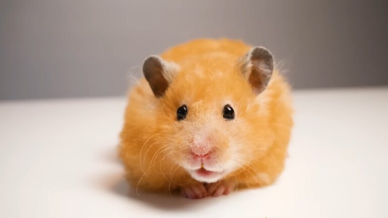 Why Hamsters Eat Raisin