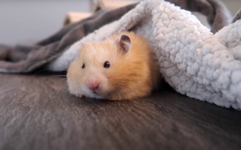 cute Hamster under the blanket