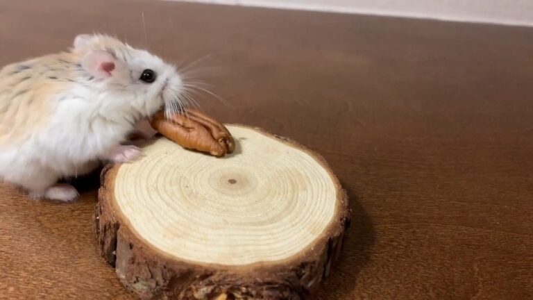 hamster eat pecan for the first time