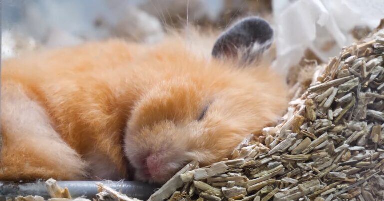 Do Hamsters Hibernate - Everything You Need to Know About (1)