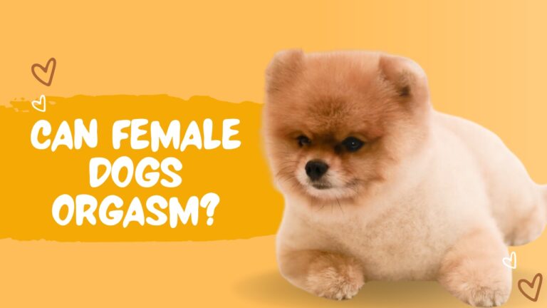 Can Female Dogs Orgasm?