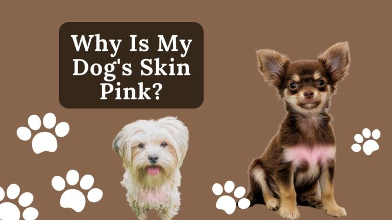 Why Is My Dog's Skin Pink? A Comprehensive Guide