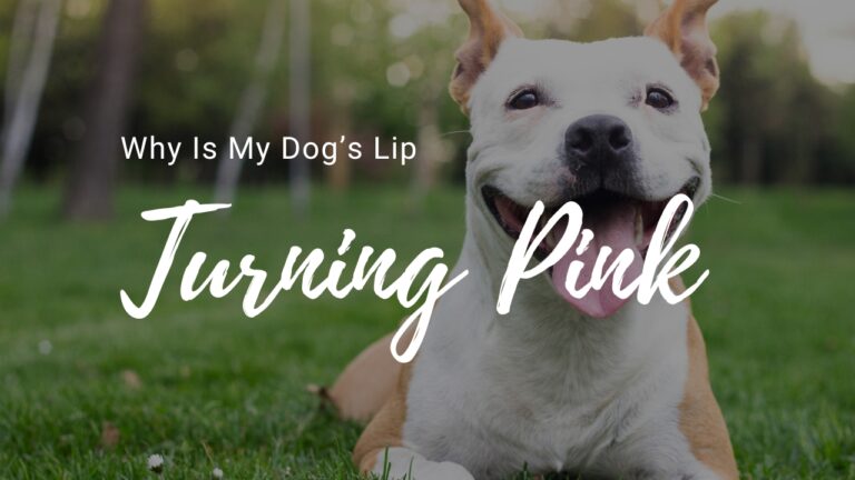 Why Is My Dog’s Lip Turning Pink? - Pigmentation Explained