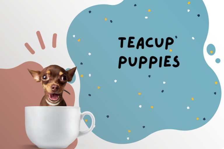 Teacup Puppies