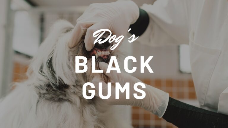 Why Does My Dog Have Black Gums?