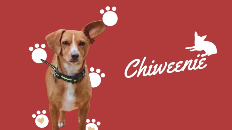 What Kind of Dog Is a Chiweenie? - The Fluffy Weenie