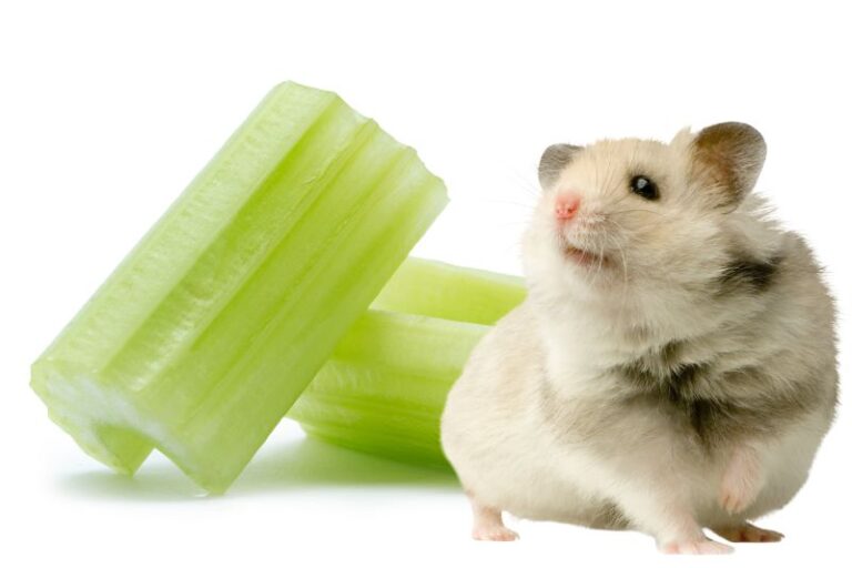 Can Hamsters Eat Celery