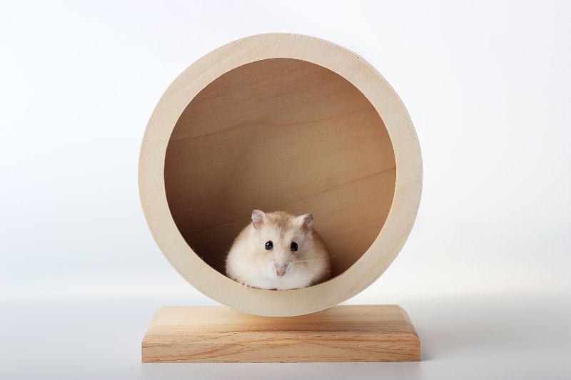 All About Roborovski Dwarf Hamsters - Kendall Animal Clinic