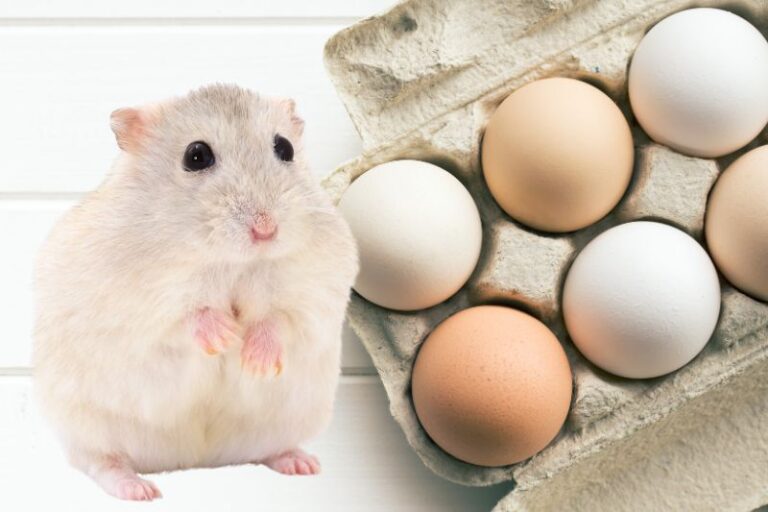 Can Hamsters Eat Eggs? The Breakfast Dilemma