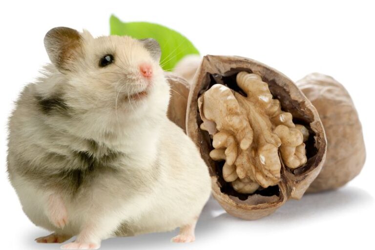 Can Hamsters Eat Walnuts