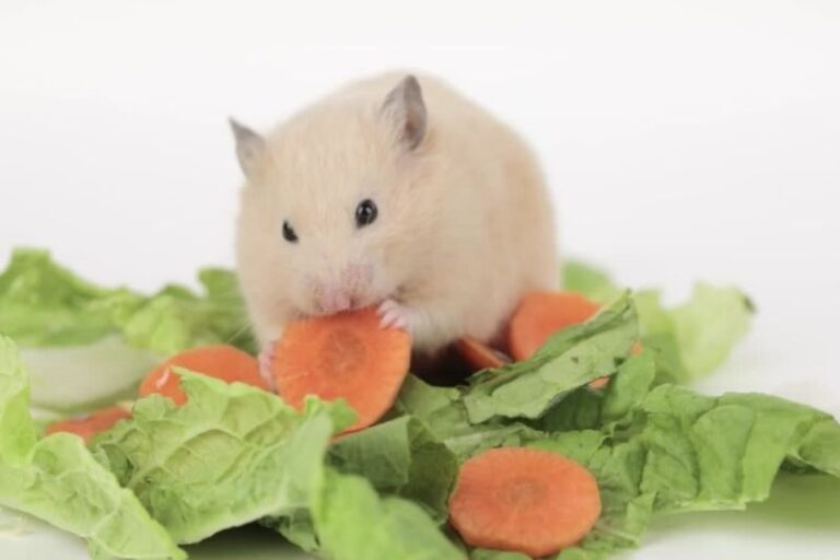 Can Hamsters Eat Cabbage? A Guide to Healthy Eating