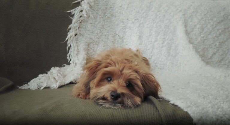 Goldendoodle Puppy