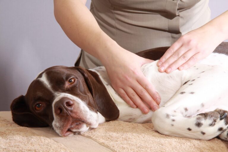 Luxating Patella Dog Massage