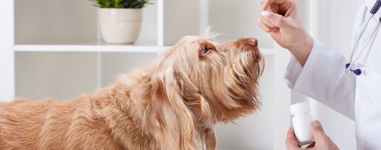 Acepromazine for Dogs