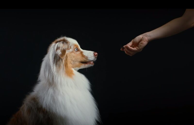 Treats for outlet dogs with pancreatitis