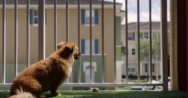 Dog sitting on a balcony looking thru fence