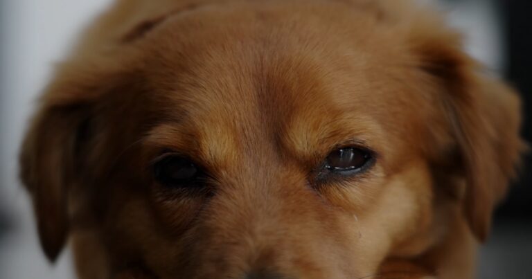 Brown dog crying