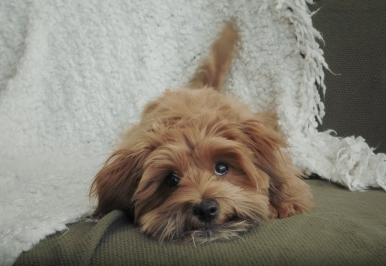 dog laying on bed