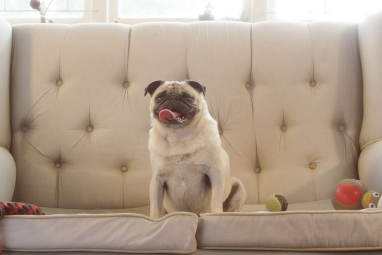 dog sitting on couch