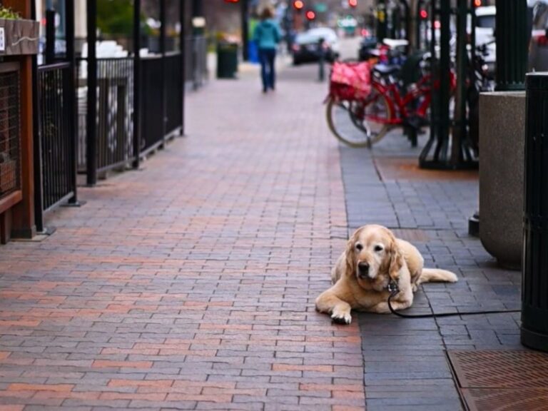 dog in urban environment