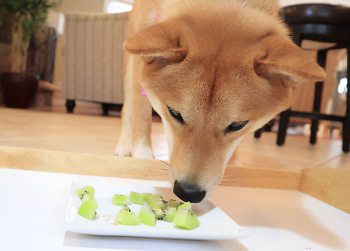 Should You Include Kiwi in Your Dog’s Diet