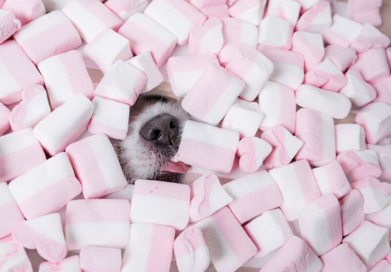 Why Dogs Should Avoid Marshmallows
