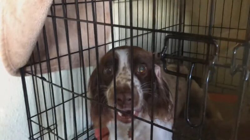 A Springer Spaniel with A Concerned Expression Is Inside a Crate, Looking out Through the Bars