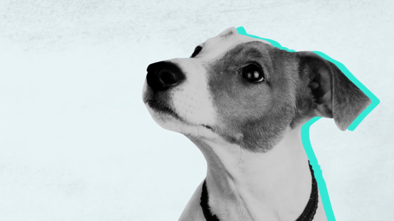 A Grayscale Image of A Dog, Profiled from The Side, Looking Upwards with An Overlay of A Bright Teal Outline Emphasizing Its Features