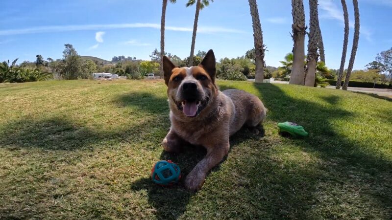 A Mature Blue Heeler Dog Lies on A Grassy Lawn with A Ball, Tongue Out, Flanked by Palm Trees Under a Sunny Sky