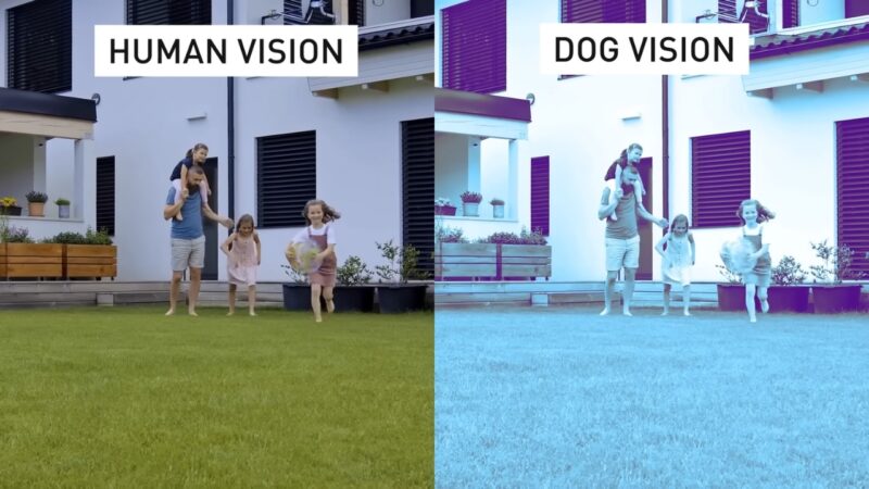 Comparing Canine and Human Vision