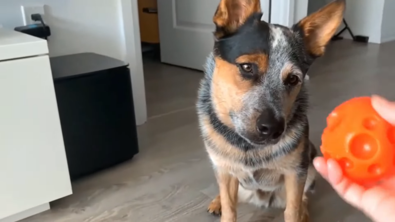 Australian Cattle Dog Intently Focusing on An Orange Ball in A Modern Home Setting