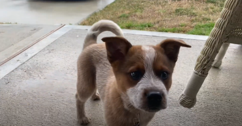 A Young, Tan and White Blue Heeler Puppy Stands on A Concrete Surface, Looking Curiously Towards the Camera